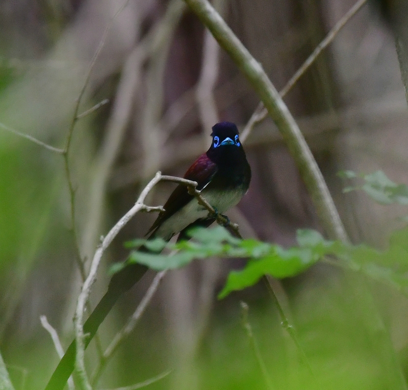 巣材集め サンコウチョウ _f0053272_00254926.jpg