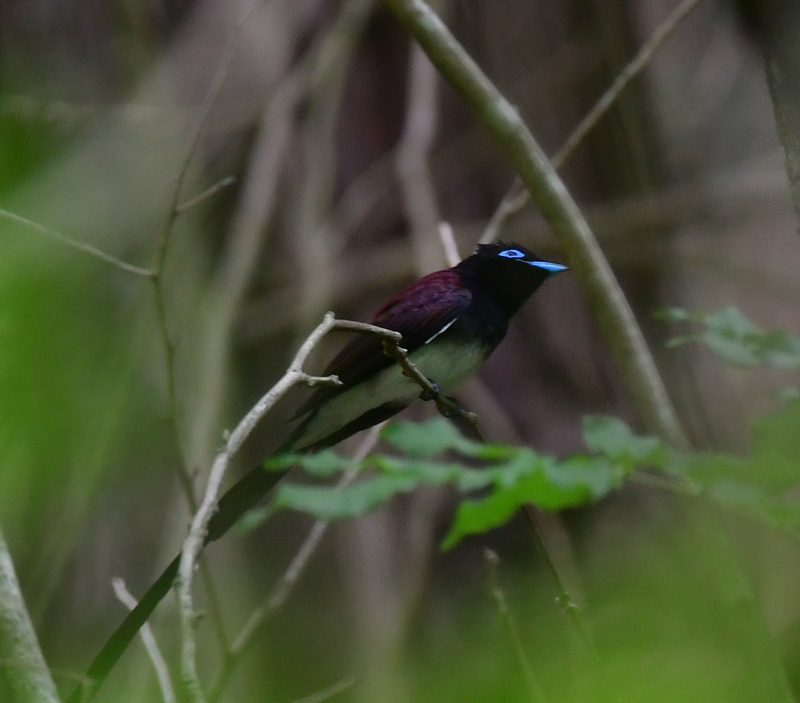 巣材集め サンコウチョウ _f0053272_00273495.jpg