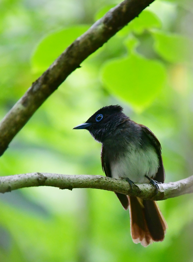 巣材集め サンコウチョウ _f0053272_00293508.jpg