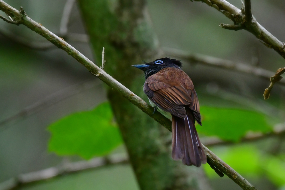巣材集め サンコウチョウ _f0053272_00294028.jpg