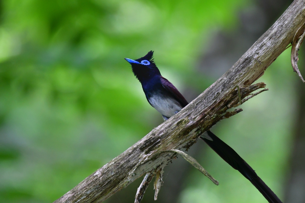 巣材集め サンコウチョウ _f0053272_00351367.jpg