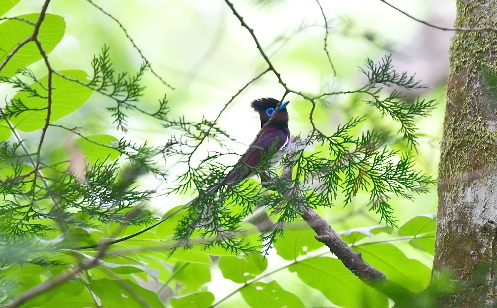 巣材集め サンコウチョウ _f0053272_00352059.jpg