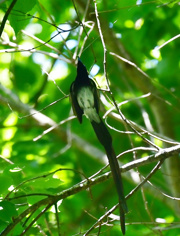 巣材集め サンコウチョウ _f0053272_00361500.jpg