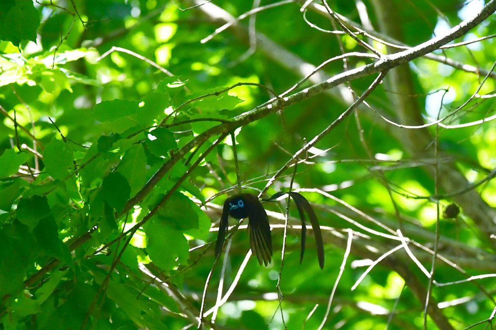 巣材集め サンコウチョウ _f0053272_00371464.jpg