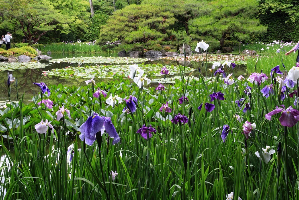 水も滴る。。。　～平安神宮、桂離宮～_a0107574_17463189.jpg