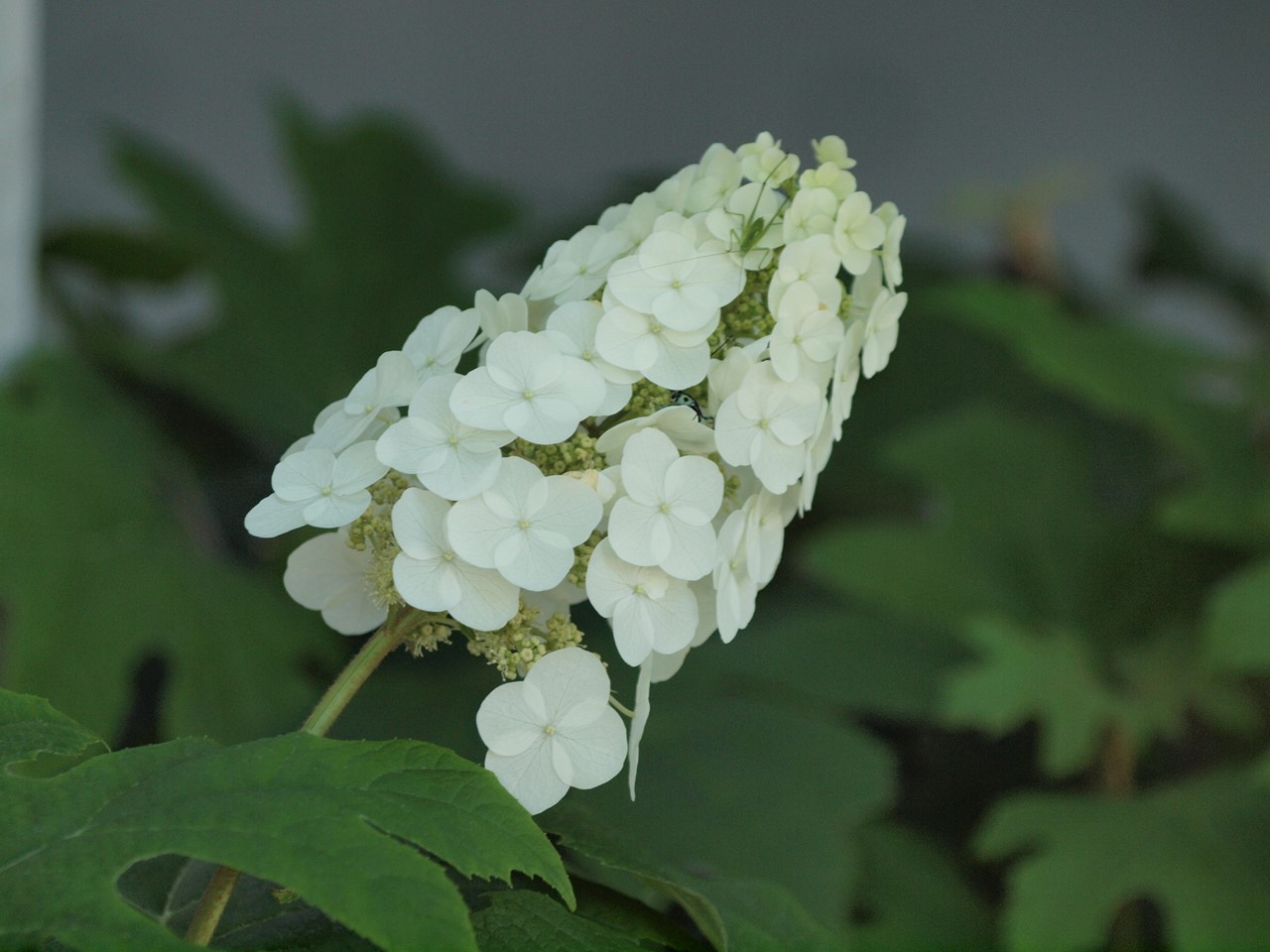 d0054276_20291235.jpg