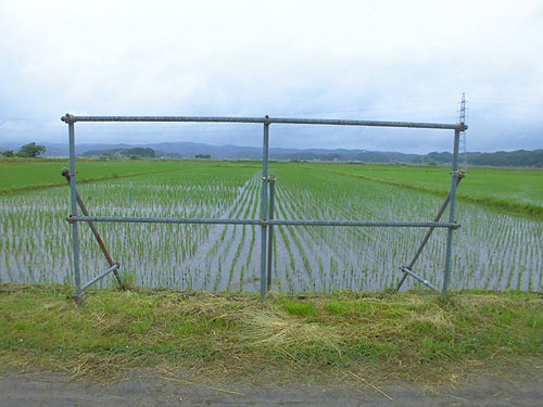 6月1日の田んぼ(緑ヶ丘小・北郷小) _d0247484_1641335.jpg