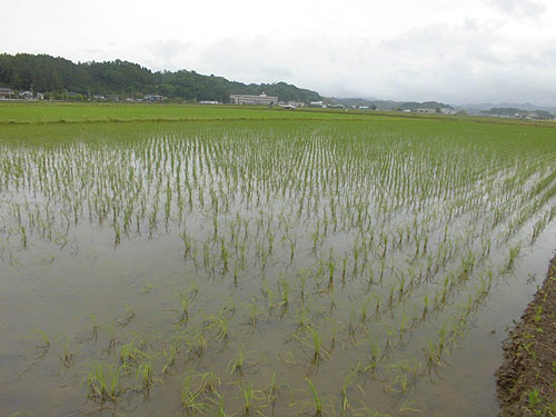 6月1日の田んぼ(緑ヶ丘小・北郷小) _d0247484_173132.jpg