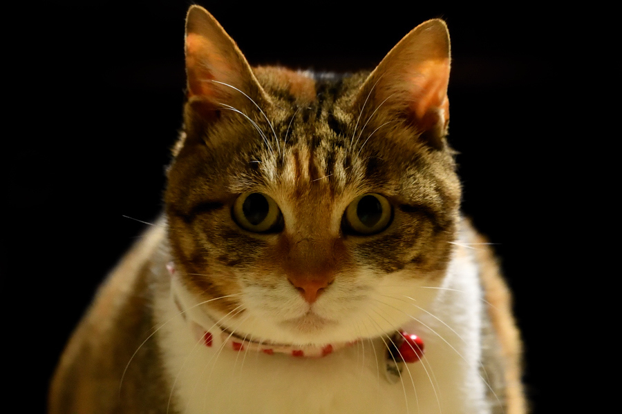 a0143491_21083015.jpg