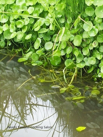 川辺で見つけた水草_f0361692_11495858.jpg