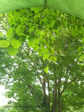 川辺で見つけた水草_f0361692_11501860.jpg