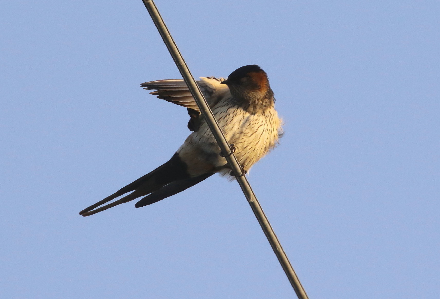 コシアカツバメ：電線止まり姿２０１７舳倉島探鳥⑫_c0319902_09235714.jpg