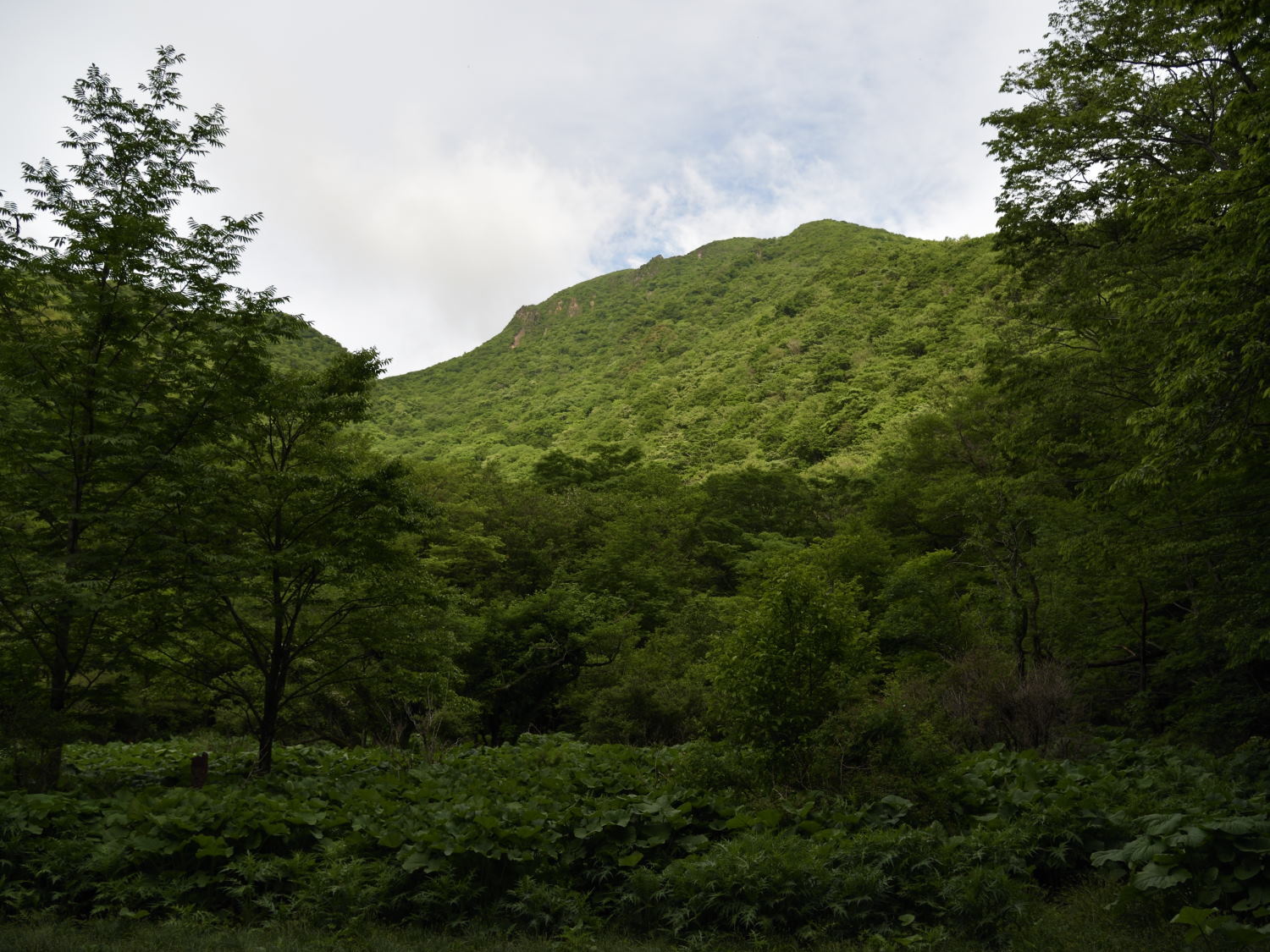 九重・平治岳でミヤマキリシマ満喫！_b0277008_19083862.jpg