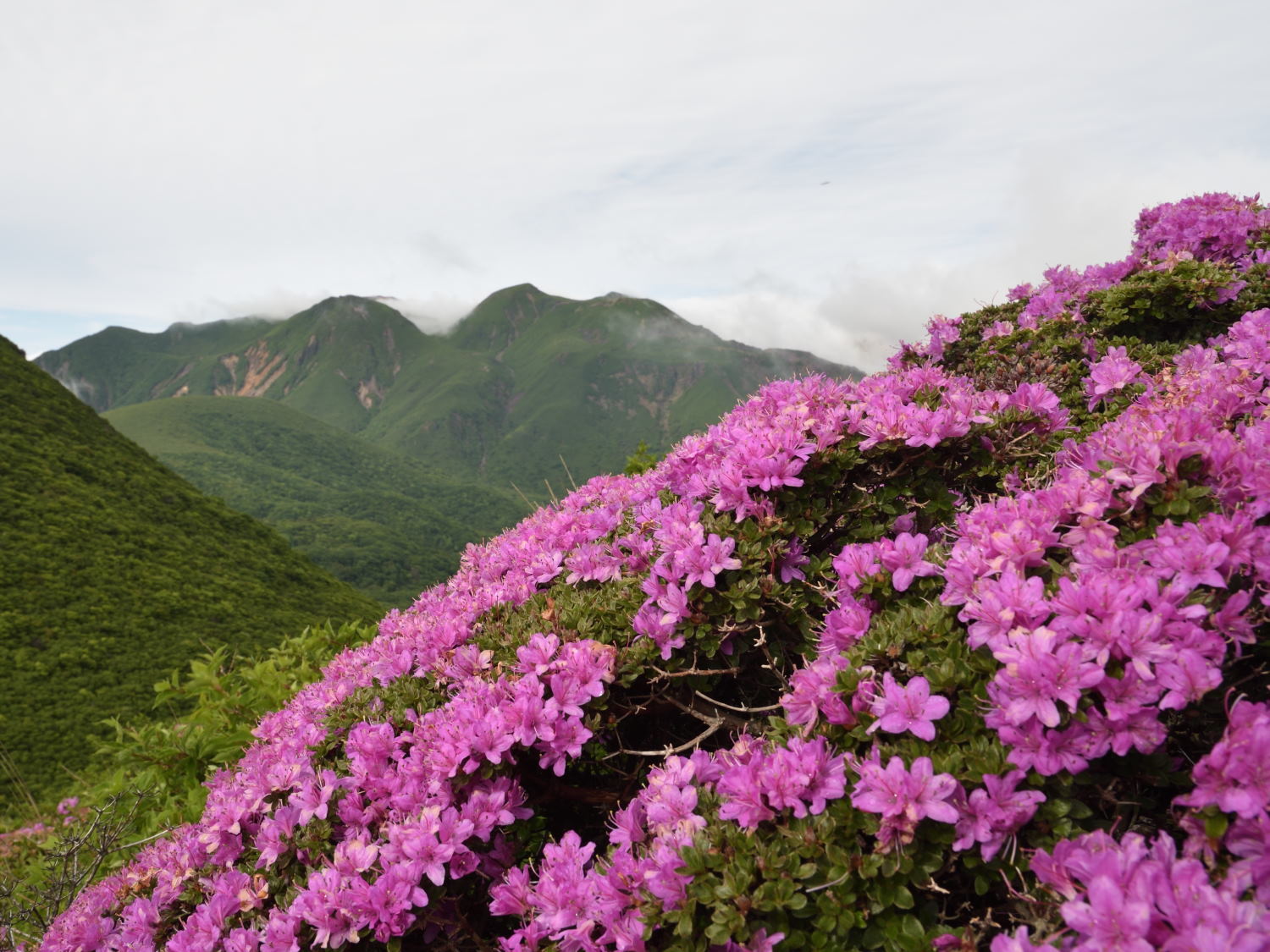 九重・平治岳でミヤマキリシマ満喫！_b0277008_19135612.jpg