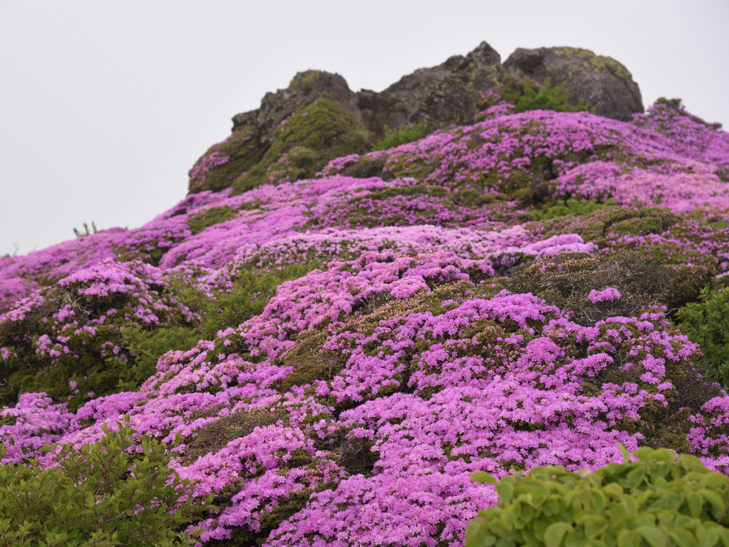 九重・平治岳でミヤマキリシマ満喫！_b0277008_19170950.jpg