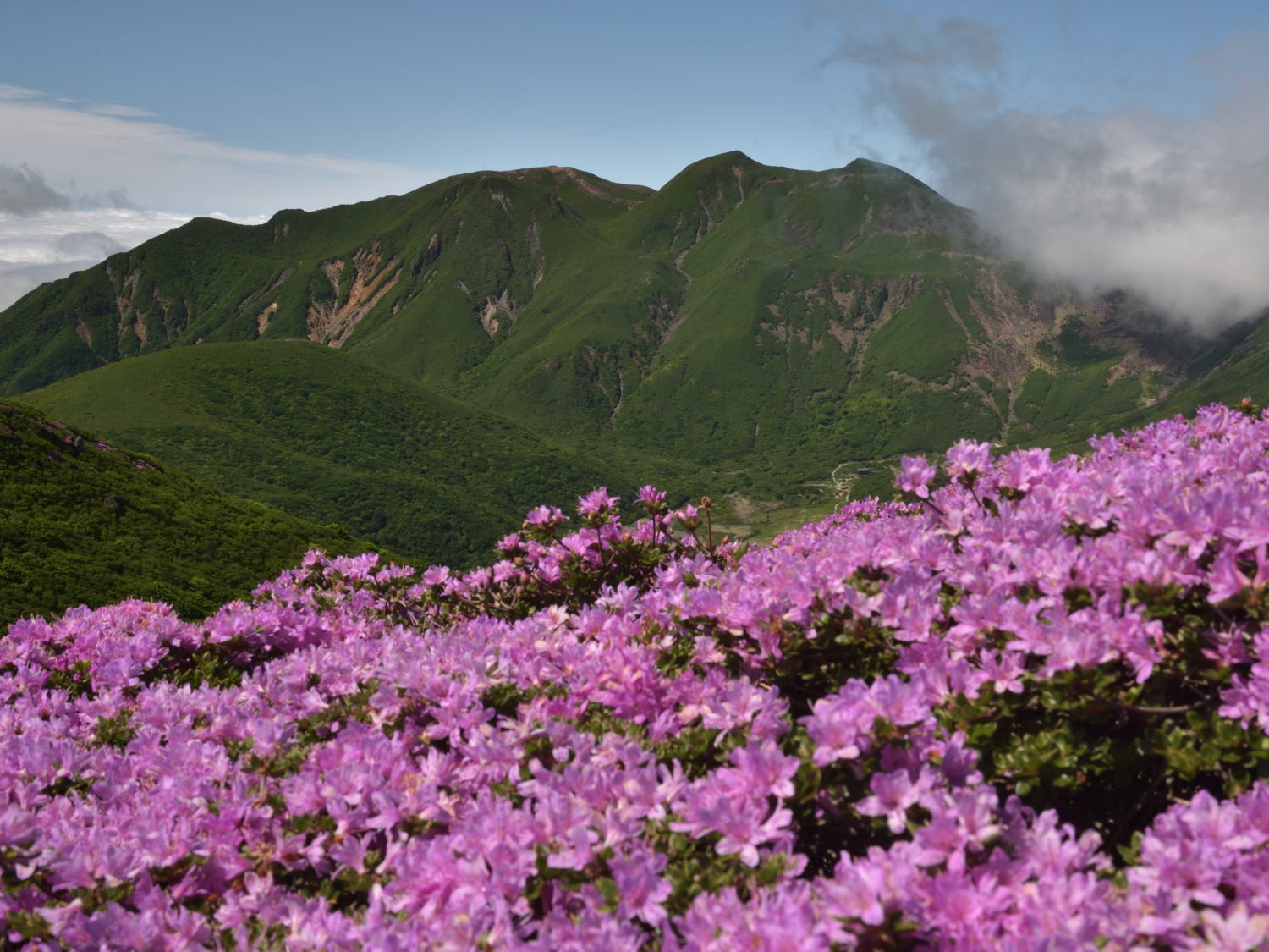 九重・平治岳でミヤマキリシマ満喫！_b0277008_19210975.jpg