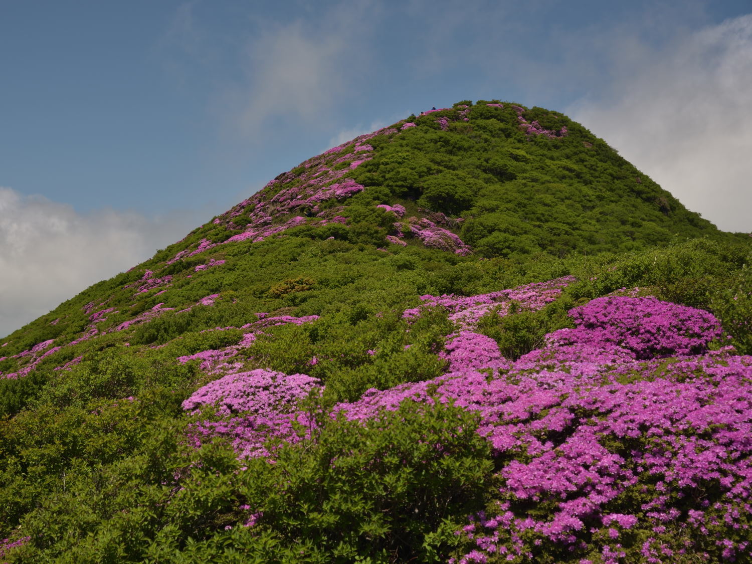 九重・平治岳でミヤマキリシマ満喫！_b0277008_19254469.jpg