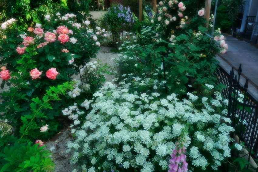 a0263109_14424931.jpg