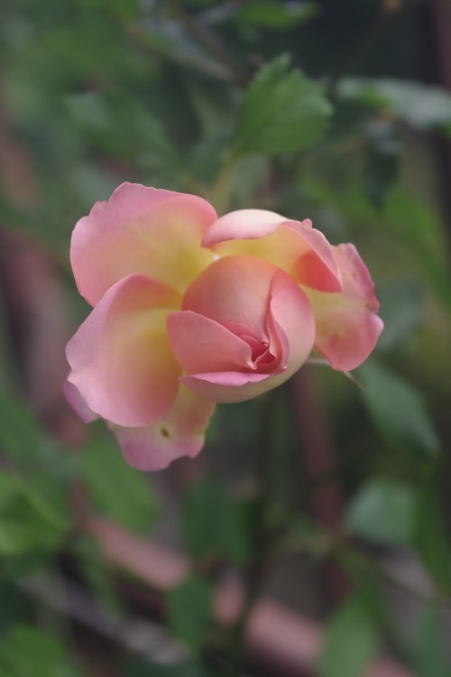 c0147909_10353641.jpg