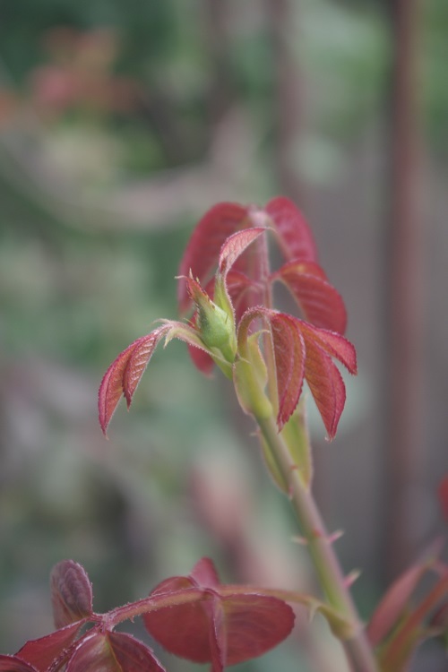 今朝のベランダ（バラ・クレマチス・二番花の蕾）_c0147909_10354795.jpg