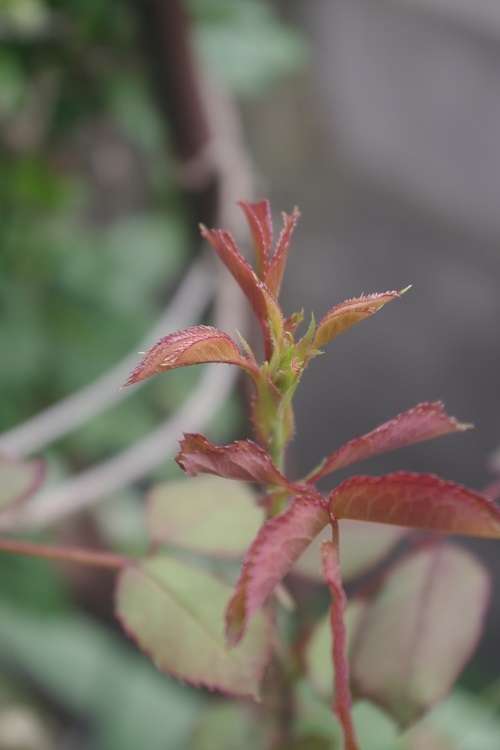 今朝のベランダ（バラ・クレマチス・二番花の蕾）_c0147909_10355999.jpg