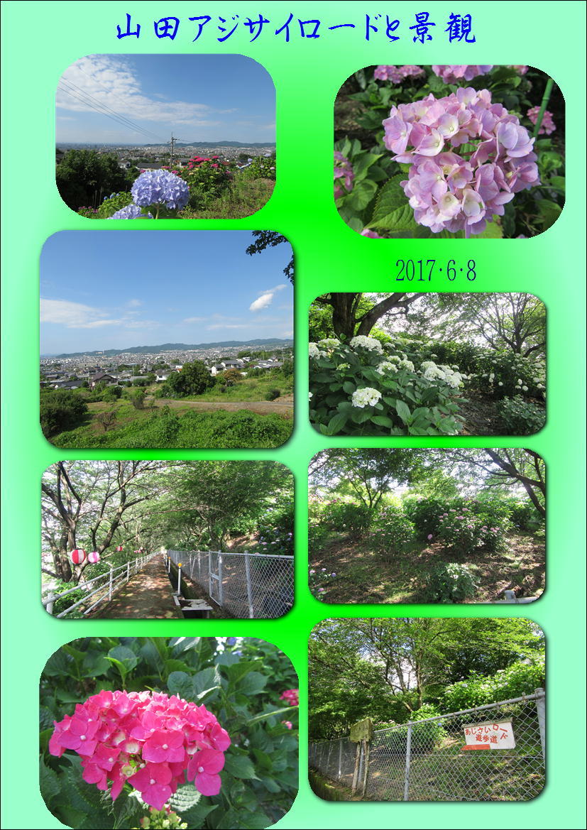 山田アジサイロードと景観 17 6 8 徳ちゃん便り