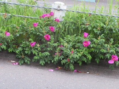 風で倒れていた草花　バラ達お天気待っている_f0325309_16391572.jpg