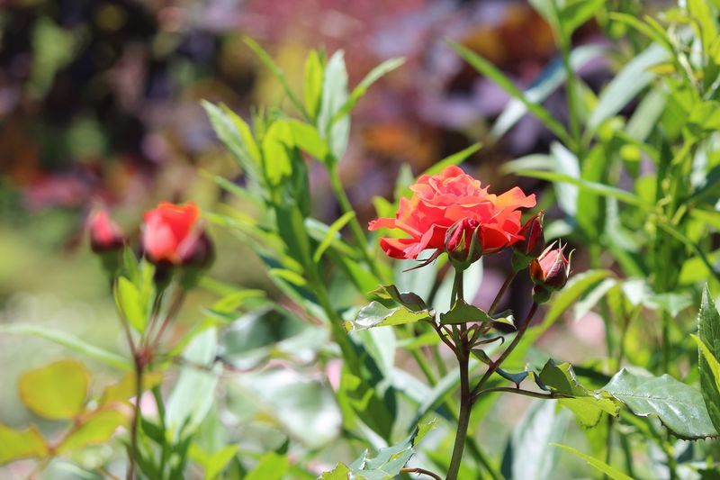 花公園の薔薇-2017-1_d0065113_22241550.jpg