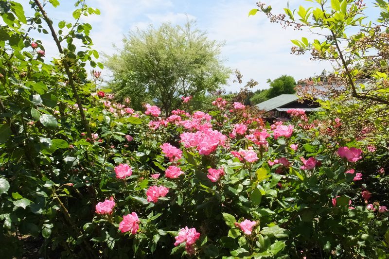 花公園の薔薇-2017-1_d0065113_22363138.jpg