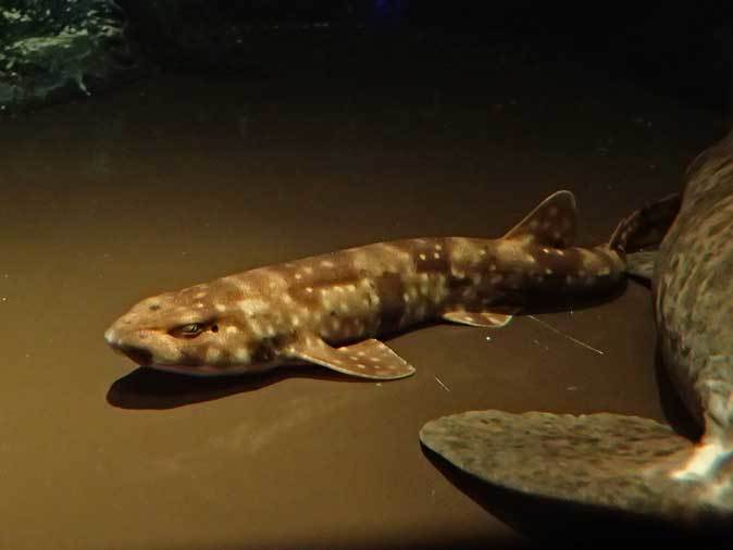 サンシャイン水族館 トラザメの卵とダンゴウオの幼魚 続々 動物園ありマス