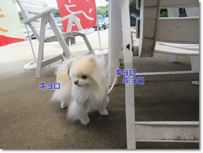 b0167519_19301066.gif