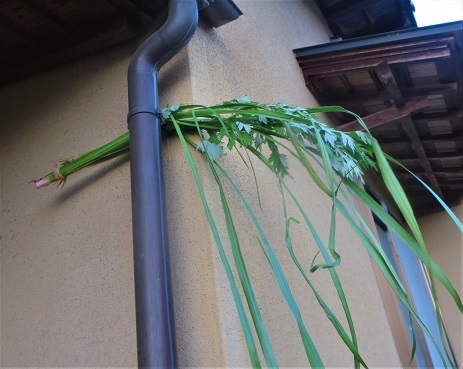 月遅れの 端午の節句の 菖蒲飾り 田舎のバーバ