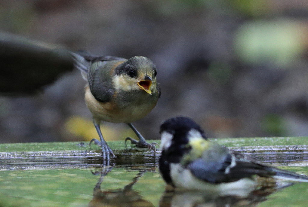 雨上がりの鳥撮り_b0179023_20223450.jpg