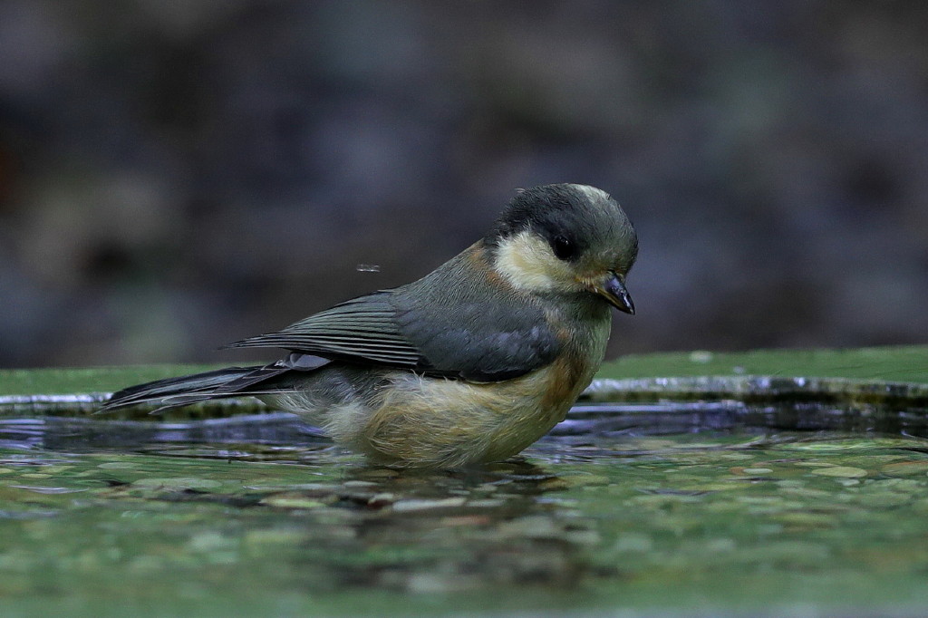 雨上がりの鳥撮り_b0179023_20231467.jpg