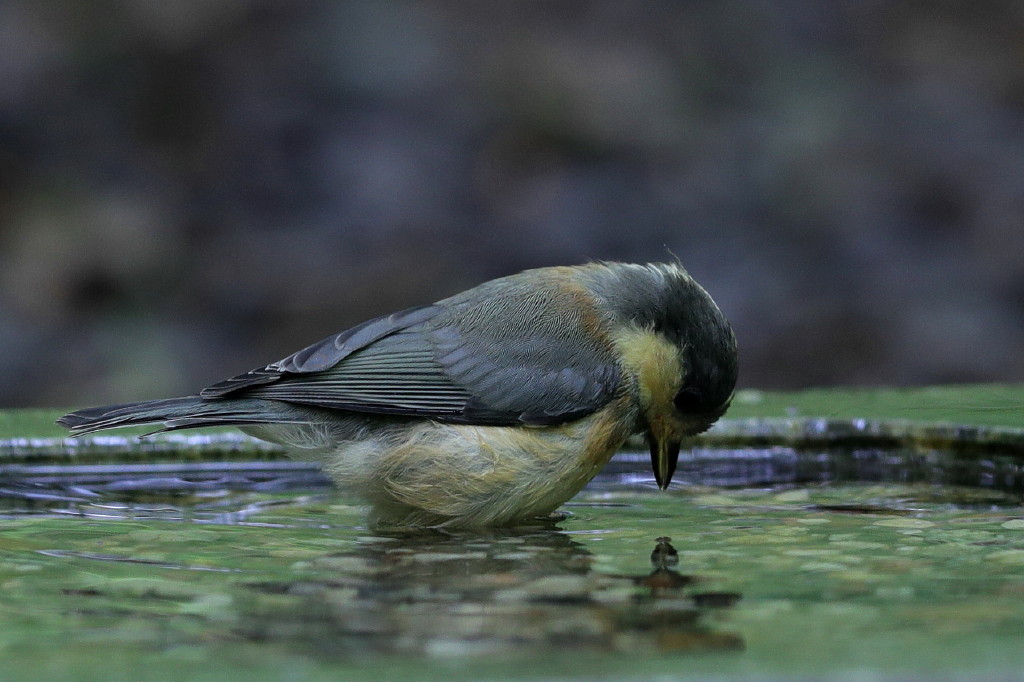 雨上がりの鳥撮り_b0179023_20234639.jpg