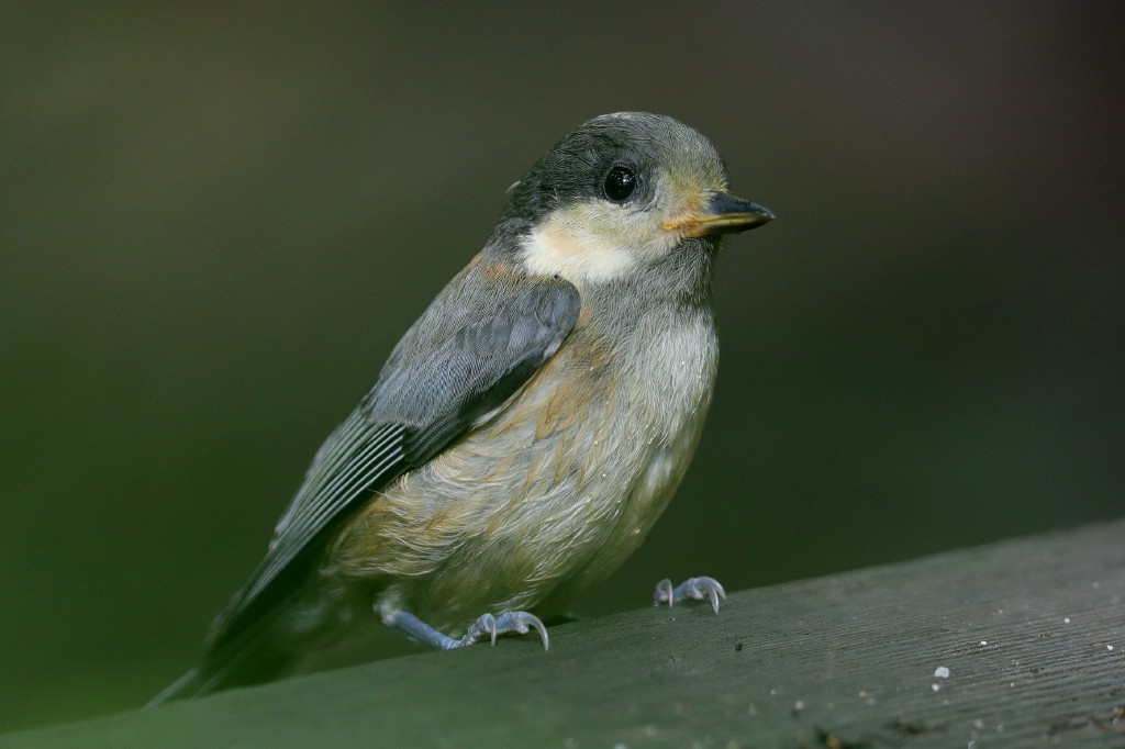 雨上がりの鳥撮り_b0179023_20241584.jpg