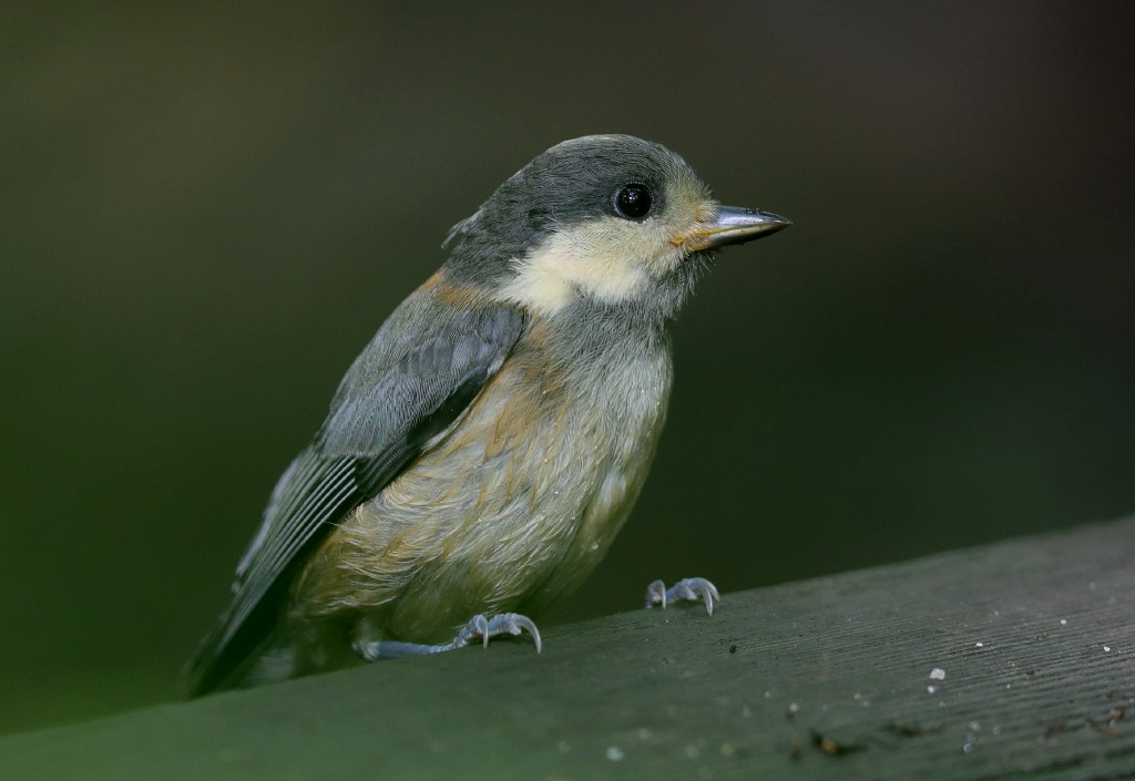 雨上がりの鳥撮り_b0179023_20243866.jpg