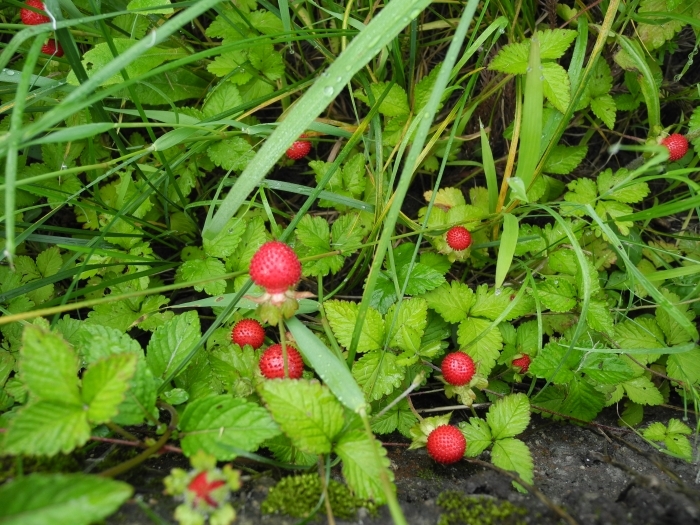 c0212823_08065169.jpg