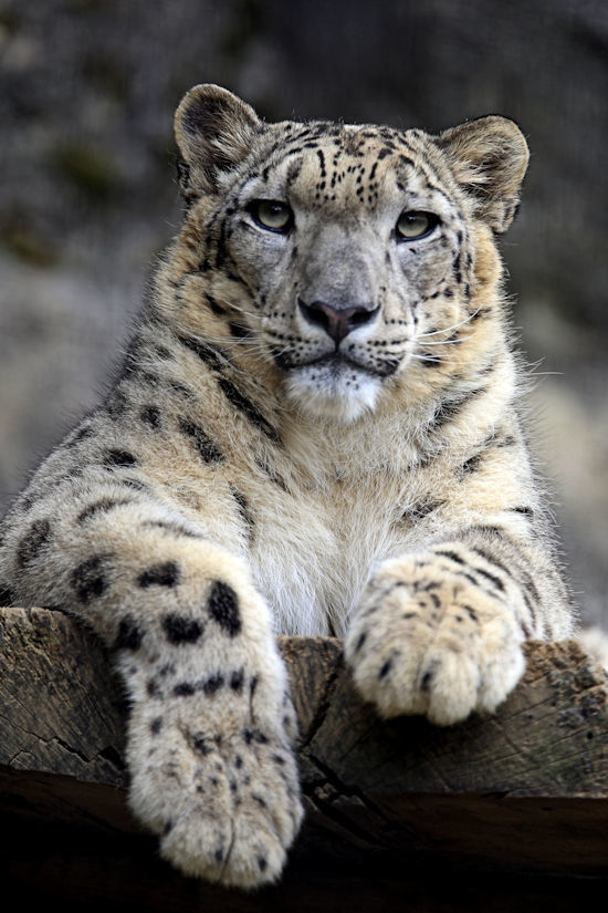 ユキヒョウっ子誕生！ : 動物園放浪記