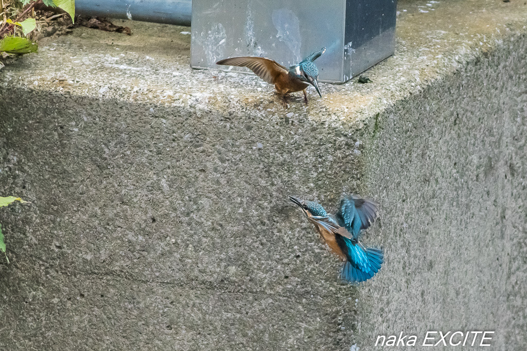 兄弟かな　（2017/06/09　晴れ）_f0281533_17052787.jpg