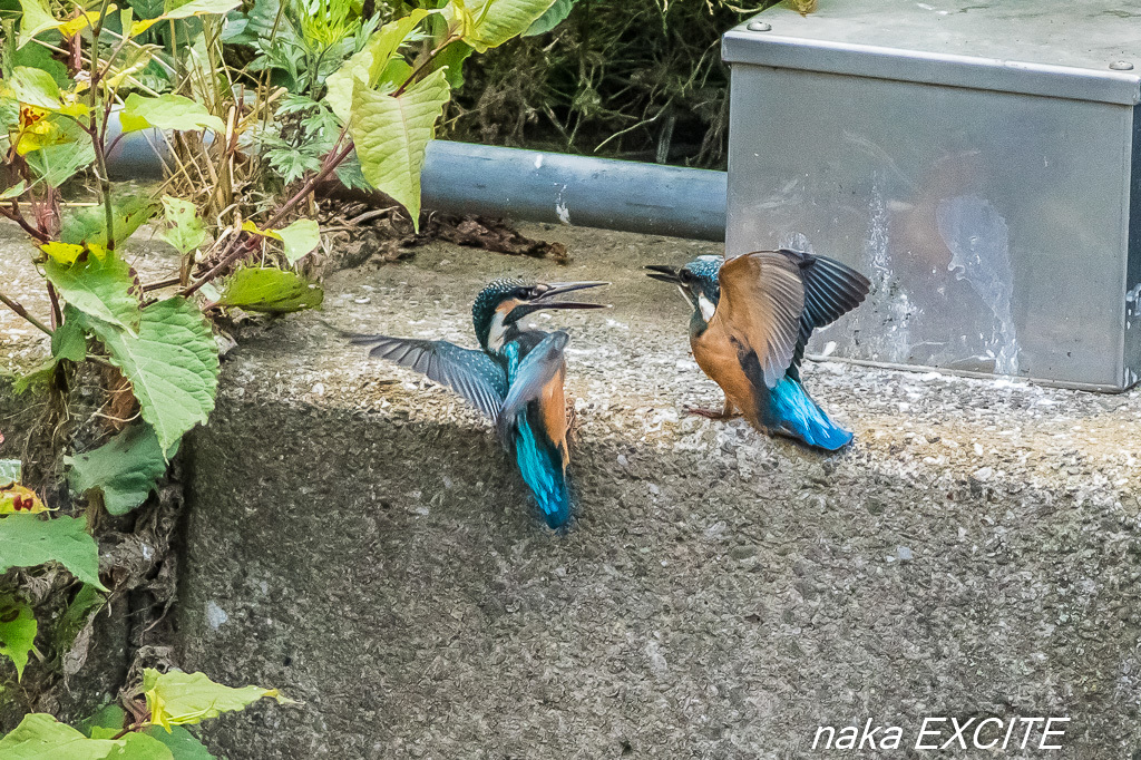 兄弟かな　（2017/06/09　晴れ）_f0281533_17054952.jpg