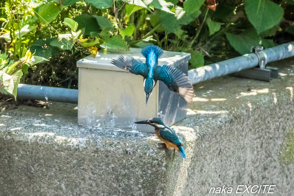 兄弟かな　（2017/06/09　晴れ）_f0281533_17063153.jpg