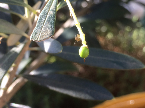 秋には収穫できるよう、水やりや害虫に目を光らせます♫_f0327534_15163208.jpg