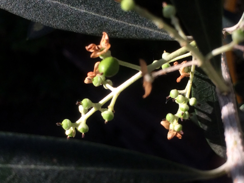 秋には収穫できるよう、水やりや害虫に目を光らせます♫_f0327534_15163223.jpg