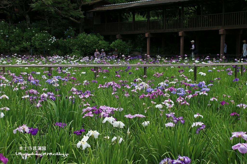 松戸本土寺の菖蒲園に行ってきました(^^♪_e0052135_23253548.jpg