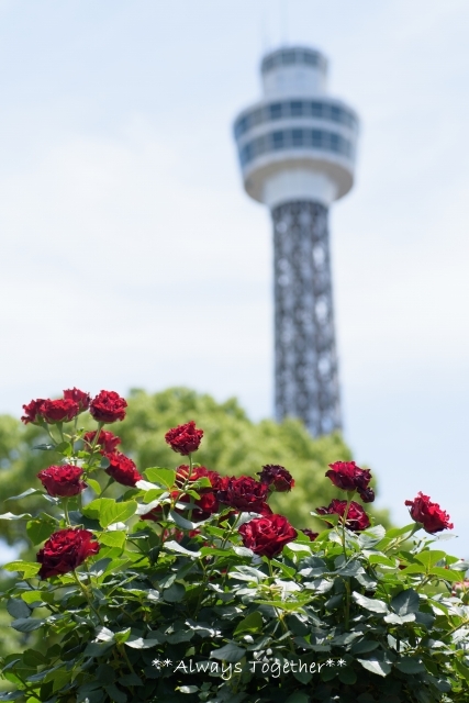 ヨコハマの花**バラ**_c0319240_21561527.jpg