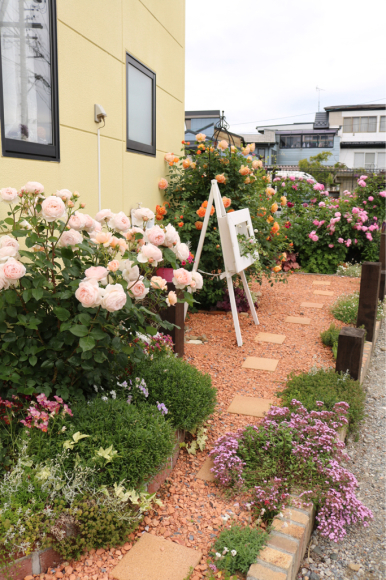 北側花壇のバラたち My Small Garden Sugar Plum 北側花壇のバラたち My Small Garden Sugar Plum