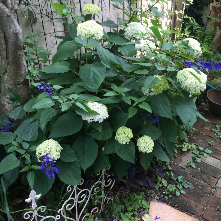 すてきなあじさいアナベル 育て方 Mayumin S Tiny Secret Garden Table 小さな秘密の花園で