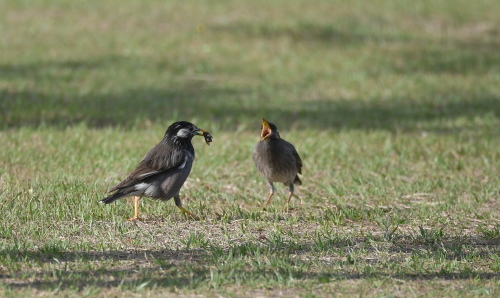 餌をちょうだい ムクドリ親子 フォトダイアリー The 野鳥 自然とともに 餌をちょうだい ムクドリ親子 フォトダイアリー The 野鳥 自然とともに