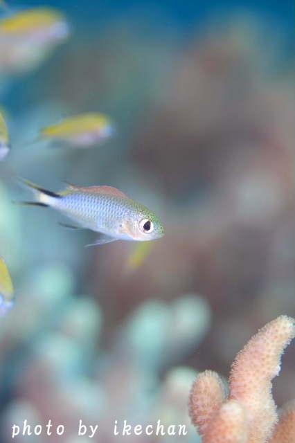 しょーもない事 オキナワスズメダイ幼魚 池ちゃんのマリンフォト